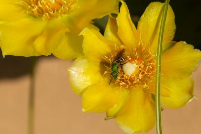 Opuntia humifosa with green sweat bee