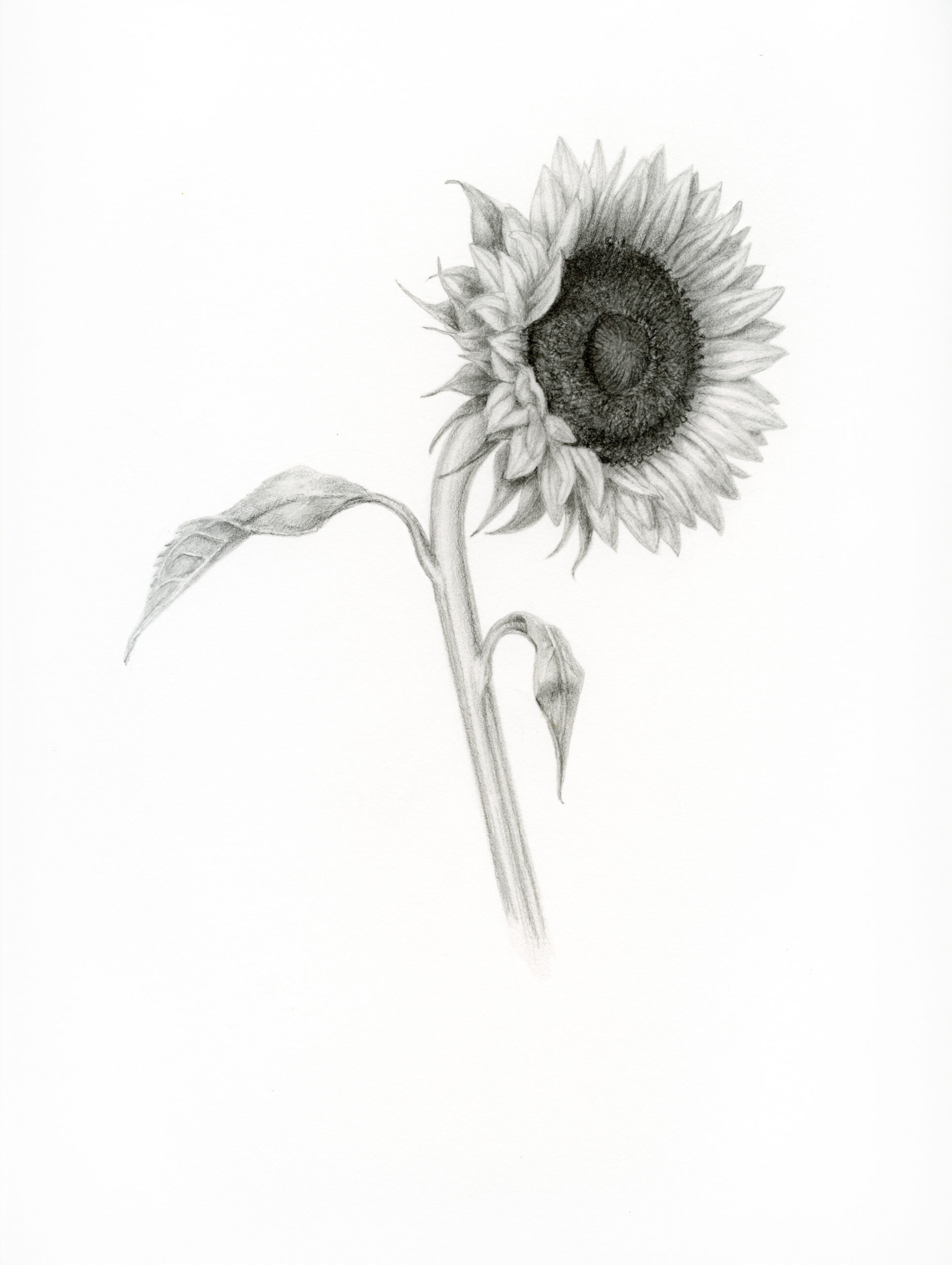 sunflower by Katy Lyness