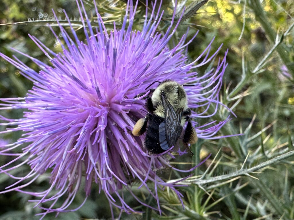 BumbleBee on Cirsium discolor