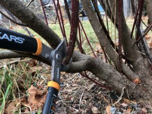 Picture depicting loppers pruning a shrub