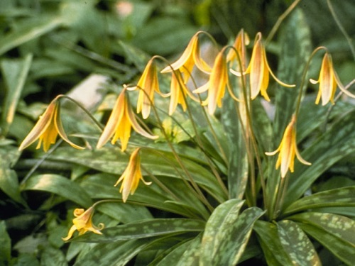 trout-lily